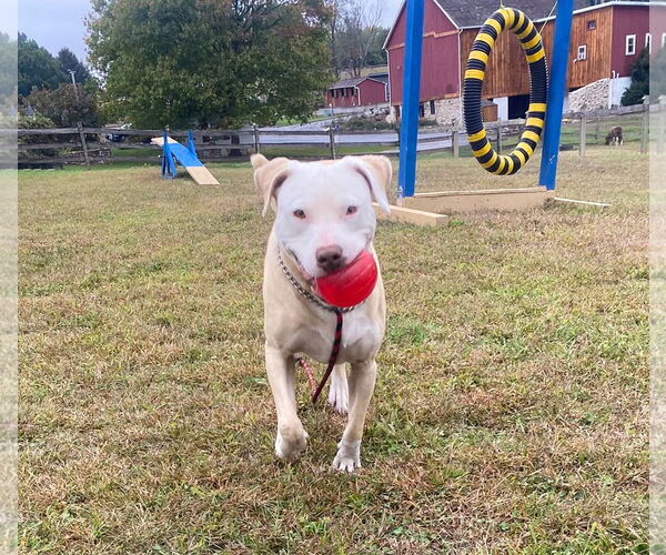 Medium Photo #22 Mutt Puppy For Sale in Unionville, PA, USA