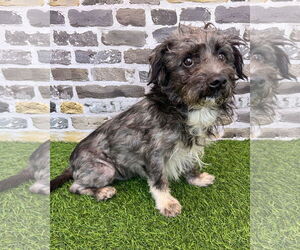 Mutt Dogs for adoption in Corona, CA, USA