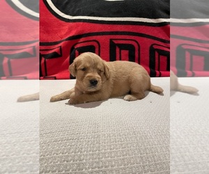 Golden Retriever Puppy for sale in BISHOP, GA, USA