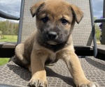Puppy Joey Alaskan Husky-Border Collie Mix