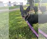 Small #9 Pembroke Welsh Corgi Mix