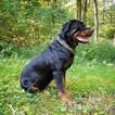 Small Photo #1 Rottweiler Puppy For Sale in PINE GROVE, PA, USA