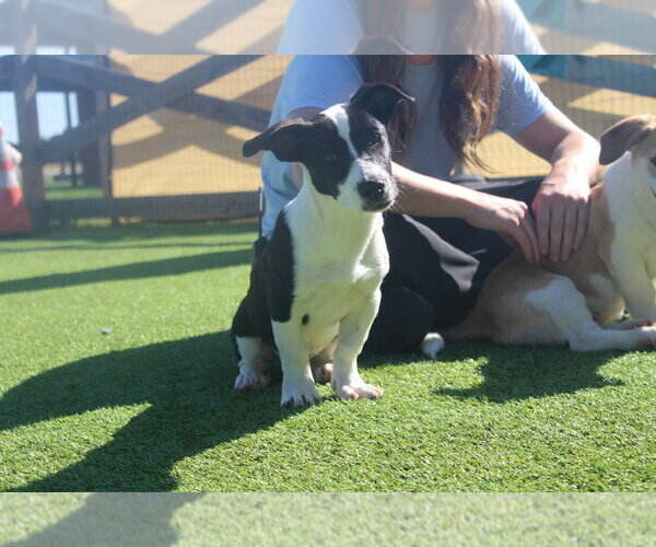 Medium Photo #4 Basset Hound-Unknown Mix Puppy For Sale in Chestertown, MD, USA