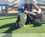 Small Photo #4 Basset Hound-Unknown Mix Puppy For Sale in Chestertown, MD, USA
