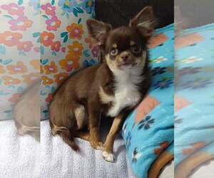 Frankie - Male Chihuahua Dog for Adoption - Photo #2