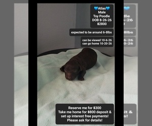 Poodle (Toy) Puppy for sale in TUCSON, AZ, USA