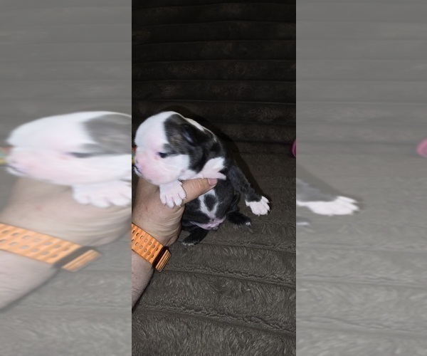 Medium Photo #3 Boston Terrier Puppy For Sale in MITCHELL, IN, USA