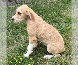 Great Dane-Poodle (Standard) Mix Puppy for sale in CHARITON, IA, USA