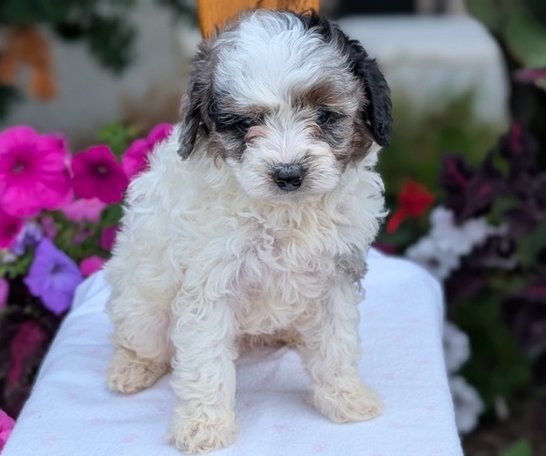 Medium Photo #9 Maltipoo (Toy) Puppy For Sale in GOSHEN, IN, USA