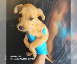 Mutt Dogs for adoption in San Antonio, TX, USA