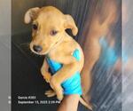 Small Mutt