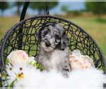 Small Photo #5 Aussiedoodle Puppy For Sale in STRAFFORD, MO, USA