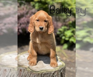 Golden Irish Puppy for Sale in SHEDD, Oregon USA