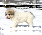 Small #9 Great Pyrenees