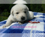 Small #3 German Shepherd Dog