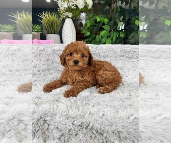 Medium Photo #2 Cavapoo Puppy For Sale in GREENFIELD, IN, USA
