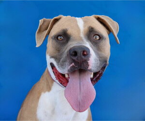 Mutt Dogs for adoption in Pasadena, CA, USA