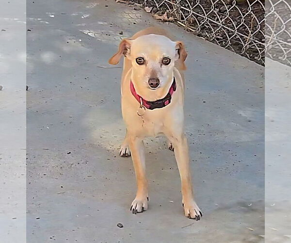 Medium Photo #3 Chihuahua-Unknown Mix Puppy For Sale in Fallbrook, CA, USA