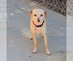 Small #2 Chihuahua Mix