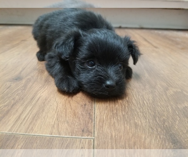Medium Photo #3 Pom-A-Nauze Puppy For Sale in CANBY, OR, USA