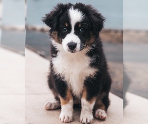 Miniature Australian Shepherd Puppy for sale in CAPE CORAL, FL, USA