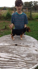 Beagle Puppy for sale in BEDFORD, VA, USA