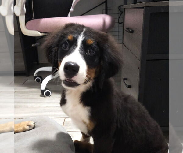 Medium Photo #2 Bernese Mountain Dog Puppy For Sale in Raleigh, NC, USA