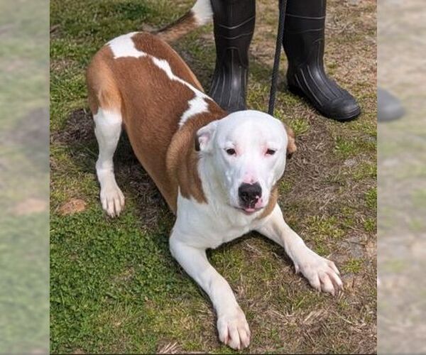 Medium Photo #5 Mutt Puppy For Sale in Rockaway, NJ, USA