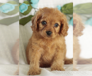 Cavalier King Charles Spaniel-Poodle (Toy) Mix Puppy for sale in ELKTON, KY, USA