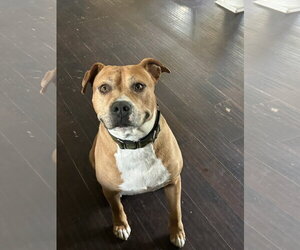 American Pit Bull Terrier-Unknown Mix Dogs for adoption in Hillsboro, MO, USA