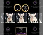 Puppy Lollipop AKC French Bulldog