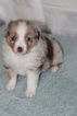 Small Photo #4 Miniature Australian Shepherd Puppy For Sale in HAMPTON, GA, USA