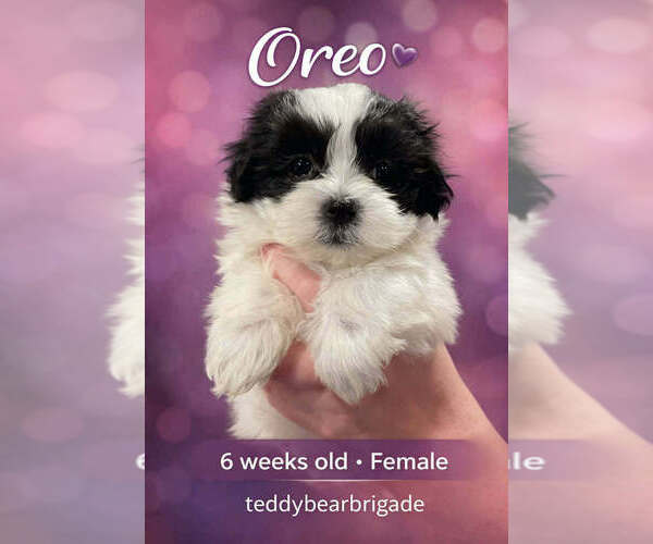 Medium Photo #4 Mal-Shi Puppy For Sale in NASHVILLE, TN, USA