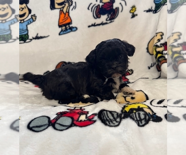Medium Photo #18 Zuchon Puppy For Sale in NEW YORK MILLS, MN, USA