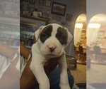 Small Photo #19 American Bully Puppy For Sale in FRIDLEY, MN, USA