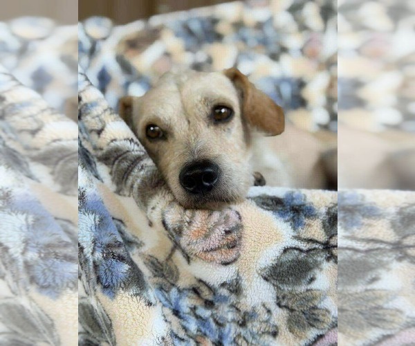 Medium Photo #6 Chihuahua-Unknown Mix Puppy For Sale in Princeton, MN, USA