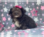 Small Photo #6 YorkiePoo Puppy For Sale in LAKELAND, FL, USA