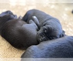 Litter of 8 - Male(s) and Female(s) Labrador RetrieverLitter of Puppies for Sale - Photo #3