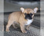 Small Photo #3 French Bulldog Puppy For Sale in RONKS, PA, USA