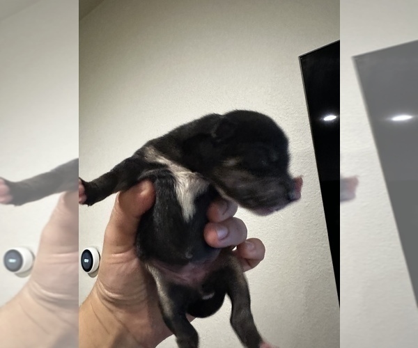 Medium Photo #5 Shiba Inu Puppy For Sale in CHINO, CA, USA