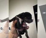 Small Photo #5 Shiba Inu Puppy For Sale in CHINO, CA, USA