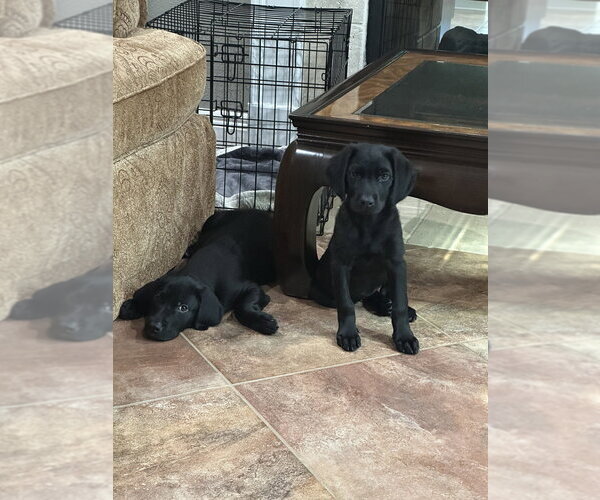 Medium Photo #2 Labrador Retriever-Unknown Mix Puppy For Sale in Lakewood, CO, USA