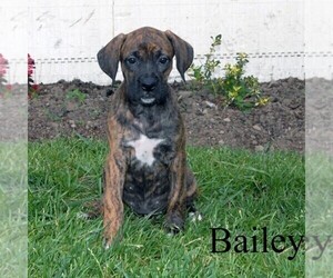 Boweimar-Boxer Mix Puppy for sale in LITTLE FALLS, NY, USA