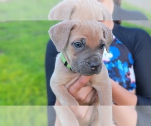 Cane Corso Puppy for sale in BELLINGHAM, WA, USA