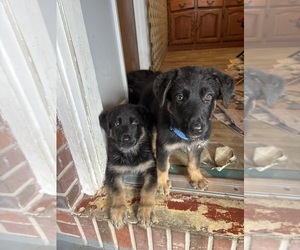 German Shepherd Dog Puppy for Sale in FROSTPROOF, Florida USA