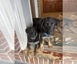 Small German Shepherd Dog