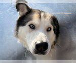 *MUFFIN - Male Siberian Husky Dog for Adoption - Small photo