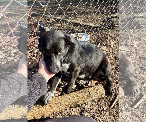 Medium Photo #2 Mutt Puppy For Sale in Sparta, TN, USA