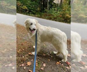 Sadie in NH(sponsored!) - Female Great Pyrenees-Unknown Mix Dog for Adoption - Photo #6