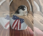 Small Photo #3 Alaskan Malamute Puppy For Sale in LAKEFIELD, MN, USA